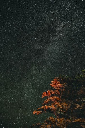 low-angle photography of stars
