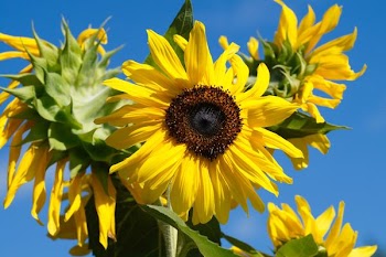 low angle photography of sunflower