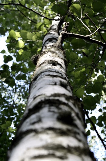 Low Angle Photography Of Tall Tree