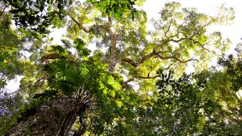 Low Angle Photography of Tall Tree during Daytime