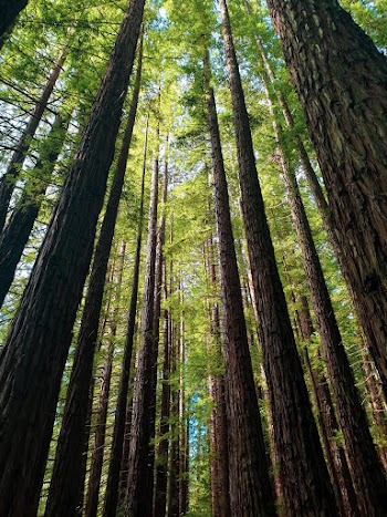 Low-angle Photography of Tall Trees