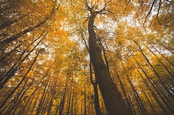 Low Angle Photography of Tall Trees