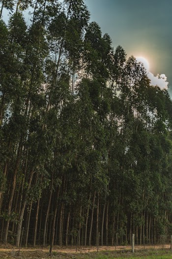 Low angle photography of Tall Trees