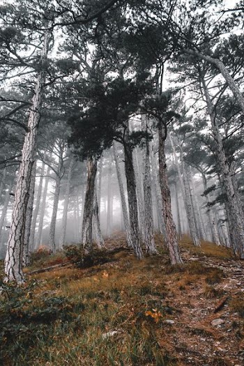 low-angle photography of tall trees during daytime