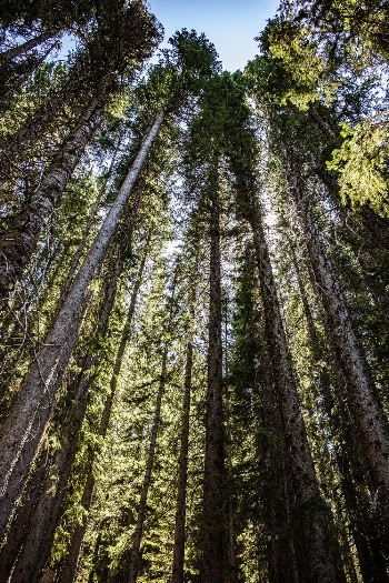 Low Angle Photography Of Tall Trees During Daytime