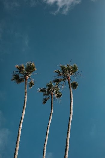 low angle photography of three coconut trees
