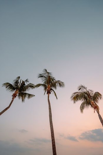 low angle photography of three coconut trees