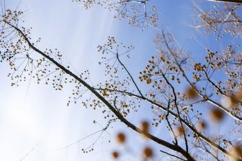 Low Angle Photography Of Tree