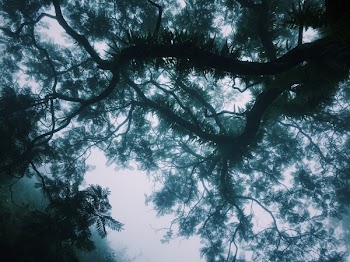 Low Angle Photography of Tree