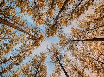 low angle photography of tree
