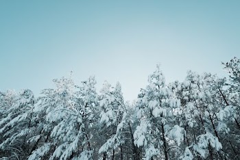 low angle photography of tree with snow