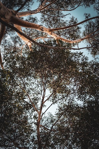 Low Angle Photography of Trees