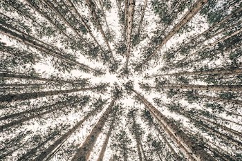 low angle photography of trees