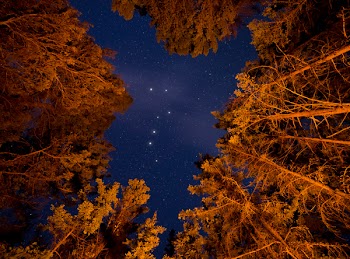 Low Angle Photography Of Trees