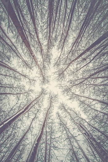 Low Angle Photography Of Trees