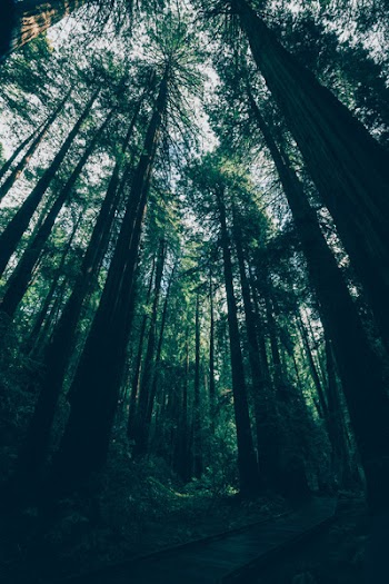 Low-angle Photography of Trees