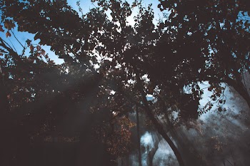 Low Angle Photography of Trees