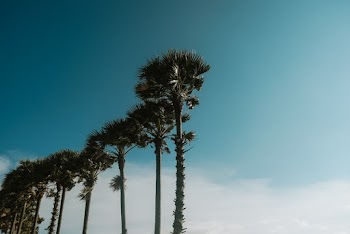 Low Angle Photography of trees