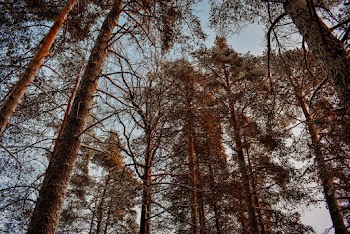 Low Angle Photography Of Trees