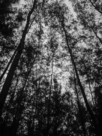Low Angle Photography Of Trees