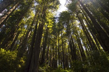 Low angle photography of Trees 