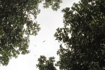 Low-angle Photography of Trees and Flying Birds