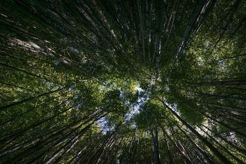 low angle photography of trees at daytime