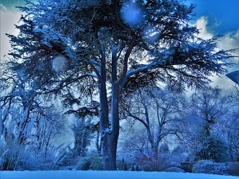 Low Angle Photography of Trees Covered With Snow