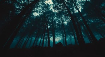 low-angle photography of trees during night time