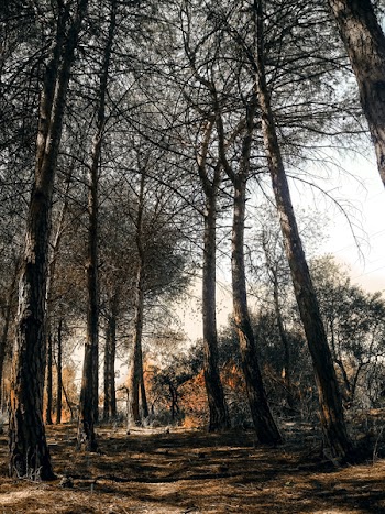 Low-angle Photography of Trees Under Gray Sky