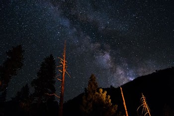 low angle photography of trees under sky with stars