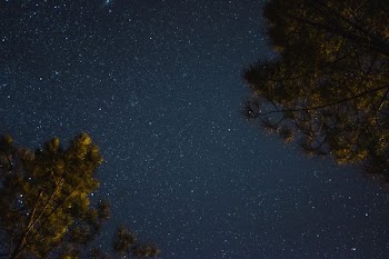 low-angle photography of trees under starry night