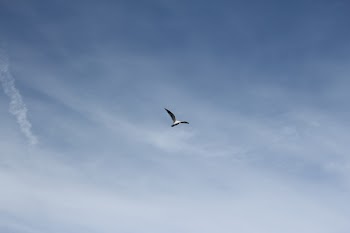 Low Angle Photography of White Bird Flying Under the Blue Sky