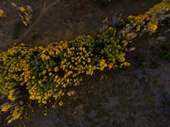low angle photography yellow clustered petal flowers during daytime