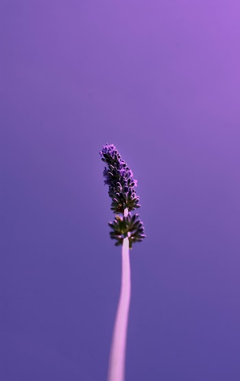 Low-angle Shot of Lavender Flower