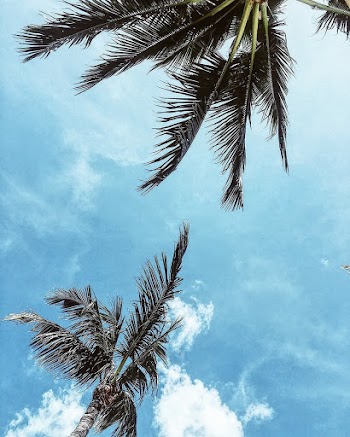 Low Angle Shot of Palm Trees