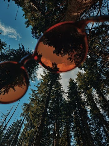 Low Angle Shot Of Pine Trees  