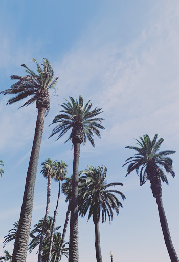 Low angle Shot of Tall Palm Trees
