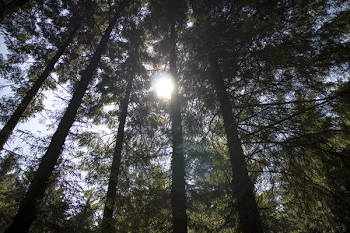 Low Angle Shot Of Trees