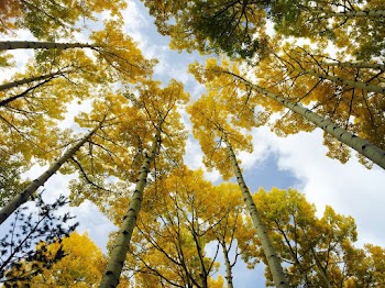 Low Angle Shot Of Trees