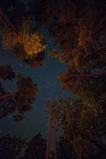 low-angle shot photography of green trees and