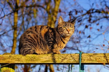 Low Angle View of Cat