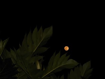 Low Angle View of Leaves Under Full Moon