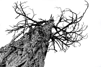 Low Angle View of Lizard on Tree Against Sky