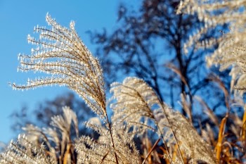 Low Angle View of Plants Against Sky
