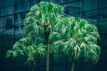 Low Angle View of Three Trees