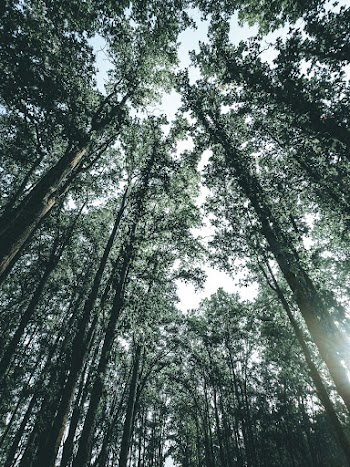 Low Angle View of Trees