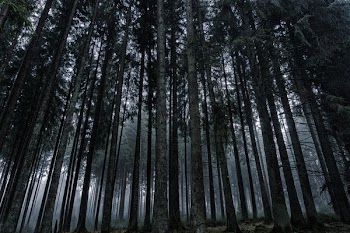 Low Angle View of Trees in Forest Against Sky