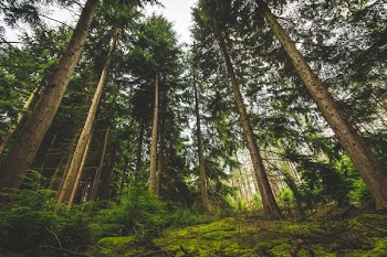 Low Angle View of Trees on Forest