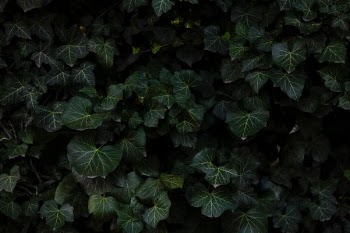 low-light photo of green palmate leaves